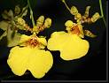 Oncidium hibrido * Rodrigo Remolina
 * Rodrigo Remolina
